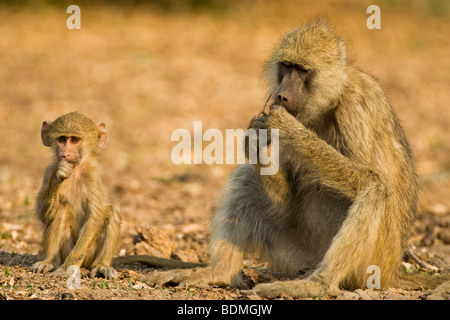 Gelbe Pavian (Papio Cynocephalus) mit Kind, South Luangwa Nationalpark, Sambia, Afrika Stockfoto