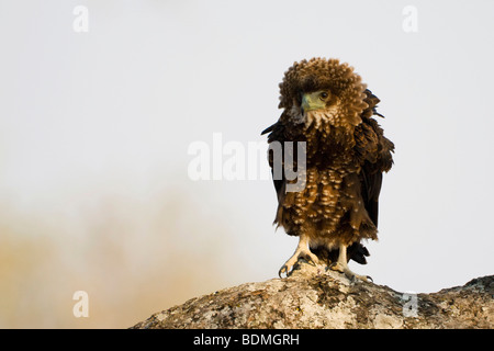 Young Bateleur (Terathopius Ecaudatus), South Luangwa Nationalpark, Sambia, Afrika Stockfoto