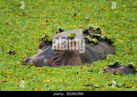 Flusspferd (Hippopotamus Amphibius) in einem kleinen Wasserloch mit Wasserpflanzen, South Luangwa Nationalpark, Sambia, Afrika Stockfoto