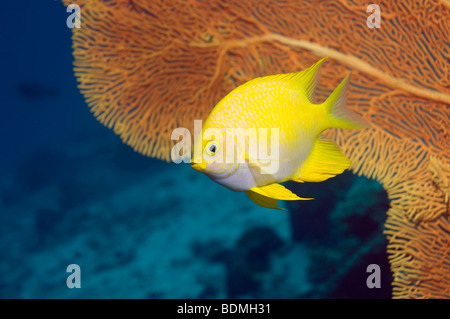 Goldener Riffbarsch (Amblyglyphidodon Aureus). Andamanensee, Thailand. Stockfoto