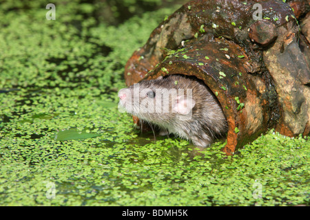 Braune Ratte, Rattus Norvegicus, in Gefangenschaft, im Rohr, August 2009 Stockfoto