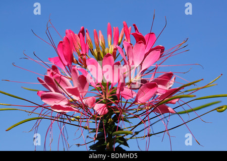 Blühende Spinne Blume (Cleome Spinosa) Stockfoto