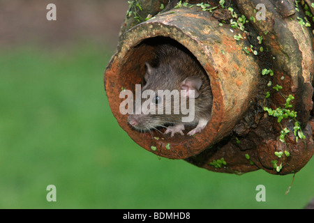 Braune Ratte, Rattus Norvegicus, in Gefangenschaft, im Rohr, August 2009 Stockfoto