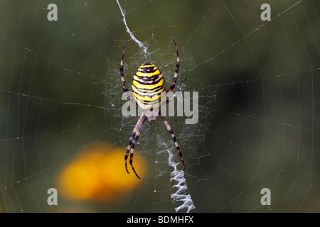 Weiblichen Wespe Spinne (Argiope Bruennichi) im Spinnennetz Stockfoto