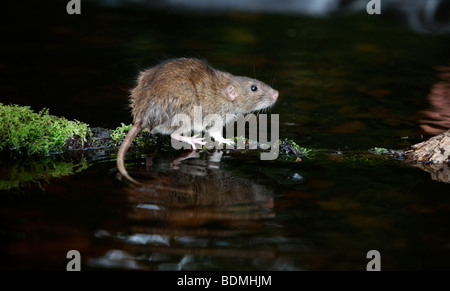 Braune Ratte, Rattus Norvegicus, in Gefangenschaft, August 2009 Stockfoto