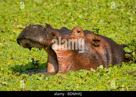 Gähnende Flusspferd (Hippopotamus Amphibius) in einem kleinen Wasserloch mit Wasserpflanzen, South Luangwa Nationalpark, Sambia, A Stockfoto