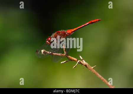 Männliche Ruddy Darter (Sympetrum Sanguineum), thront männlich auf abranch Stockfoto