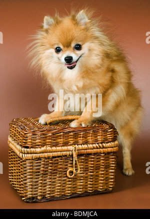 Spitz im studio Stockfoto