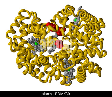 Dreidimensionale, computergenerierte molekulares Modell des Hämoglobin A1c, auch bekannt als Glycolated Hämoglobin Stockfoto