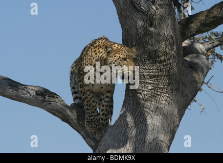 Leopard balancieren auf Ast in Hwange-Nationalpark, Simbabwe Stockfoto