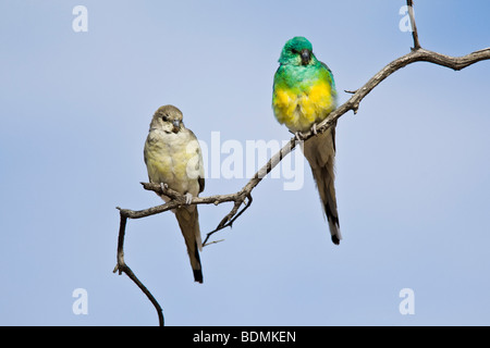 Rot-Psephotus Papageien, männliche rechts von South Australia Stockfoto