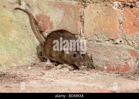 Braune Ratte, Rattus Norvegicus, in Gefangenschaft, August 2009 Stockfoto