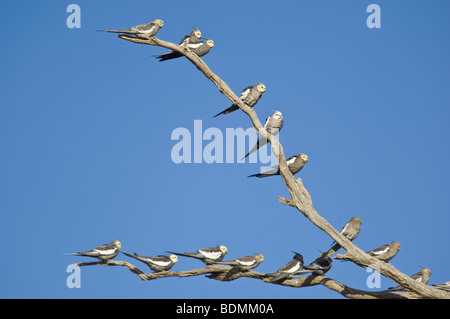 Nymphensittiche, Nymphicus Hollandicus, New-South.Wales, Australien Stockfoto