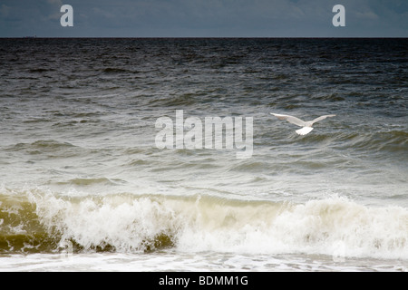 Eine einzelne Möwe überfliegt ein dunkler werdenden Meer. Stockfoto