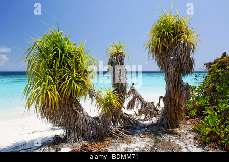 Man, Insel, Malediven Insel, Vegetation, Strand, Lagune, Süd Male Atoll, Malediven, Archipel, Indischer Ozean, Asien Stockfoto