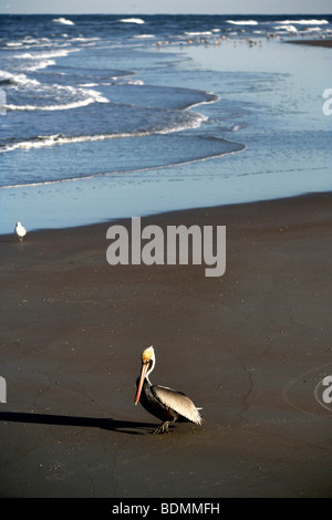 Pelikan am Strand von New Smyrna Beach, Florida, USA, Nordamerika Stockfoto