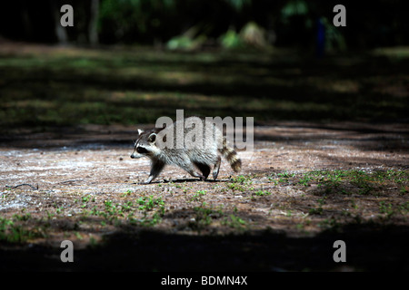 Ein Waschbär (Procyon Lotor) Florida, USA, Nordamerika Stockfoto