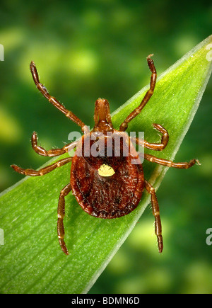 Weibliche "lone star Tick", Amblyomma americanum Stockfoto