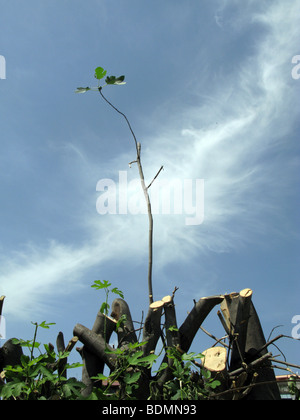 ein Zweig im Baum stehen Stockfoto