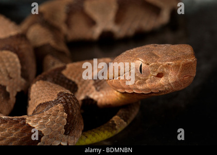 Juvenile giftige südlichen Copperhead Schlange, Agkistrodon contortrix Stockfoto