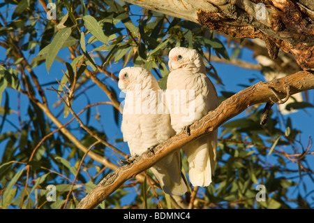 Paar kleine Corellas, Minkie Wasserloch, Cooper Creek, Südaustralien Stockfoto