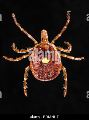 Weibliche "lone star Tick", Amblyomma americanum Stockfoto