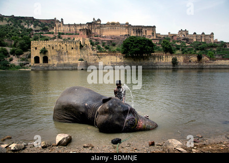 Indischer Elefant Reiseführer wäscht seine Elefanten in einem See unterhalb der 16. Jahrhundert Festung Fort Amber, Rajasthan, Indien Stockfoto