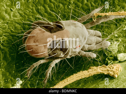 Digital eingefärbt scanning Electron Schliffbild von einem zwei-spotted Spinnmilbe Fütterung auf einem Rosenblatt. Stockfoto