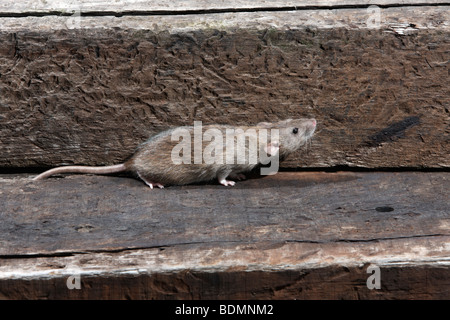 Braune Ratte, Rattus Norvegicus, in Gefangenschaft, August 2009 Stockfoto