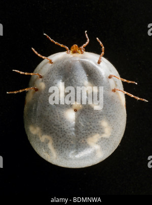 Engorged weibliche "lone star Tick" Amblyomma Americanum, ventrale Ansicht Stockfoto