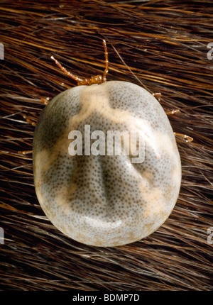 Engorged weibliche "lone star Tick" Amblyomma americanum Stockfoto