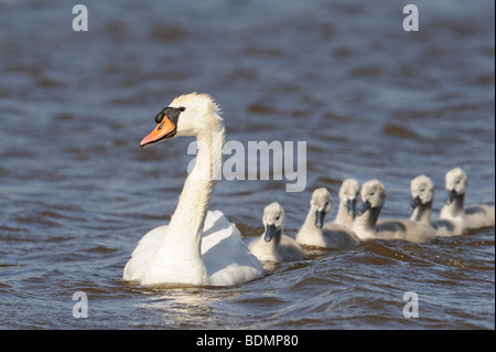 Mute Swan (Cygnus Olor) mit Küken Stockfoto