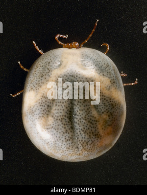 Engorged weibliche "lone star Tick" Amblyomma Americanum, Dorsalansicht Stockfoto