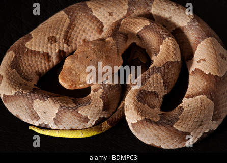 Juvenile giftige südlichen Copperhead Schlange, Agkistrodon contortrix Stockfoto