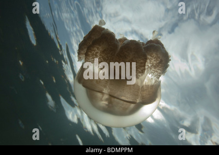 Mastigias Quallen im Jellyfish Lake, Palau. Stockfoto