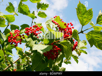 Frische Beeren auf eine Guelder Rose, Viburnum Opulus, in einem englischen Hecke Stockfoto