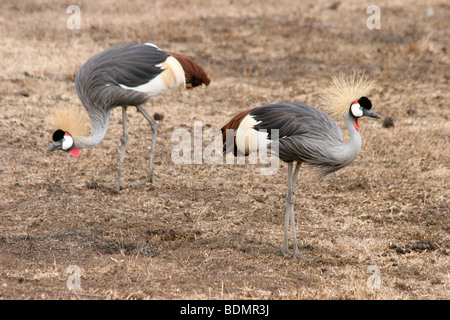 Kenya, Samburu National Reserve, Kenia, zwei grau gekrönte Kräne (Balearica Regulorum) Stockfoto