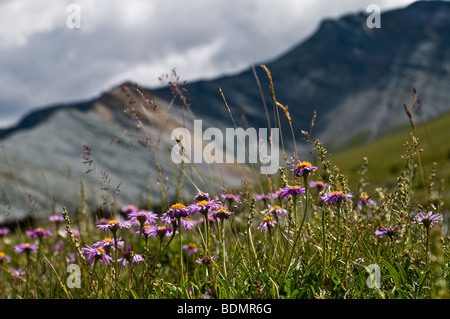 Wilde Blumen Alpine Astern (Aster Alpinus) im Yarlu Tal (Altai, Russland) Stockfoto