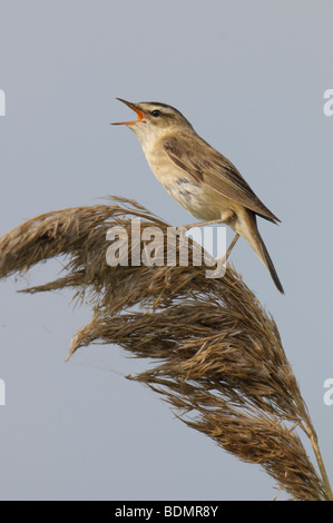 Schilfrohrsänger (Acrocephalus Schoenobaenus) Stockfoto