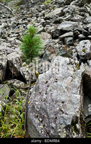 Sibirische Kiefer (Pinus Sibirica) Baum wächst unter den Steinen Stockfoto