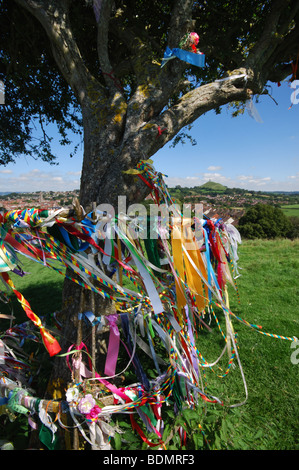 Heiligen Dornenbaum auf Wearyall Hill mit Glastonbury Tor in der Ferne. Somerset. England-Großbritannien Stockfoto