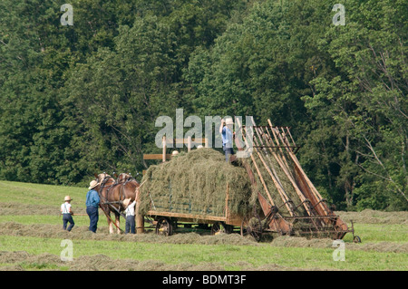Amische Männer Heuernte mit Pferd gezeichneten Wagen. Kenton, Ohio ...