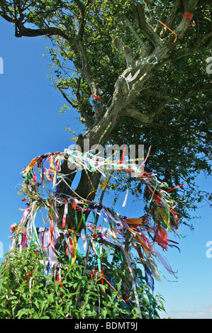 Heiligen Dornenbaum auf Wearyall Hill, Somerset. England-Großbritannien Stockfoto