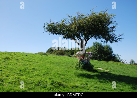 Heiligen Dornenbaum auf Wearyall Hill, Somerset. England-Großbritannien Stockfoto