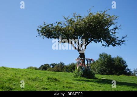 Heiligen Dornenbaum auf Wearyall Hill, Somerset. England-Großbritannien Stockfoto