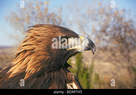Steinadler, älterer Erwachsener, Aquila chrysaetos Stockfoto