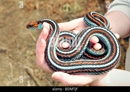 Extrem selten San Francisco Garter Snake (Thamnophis Sirtalis Tetrataenia) Stockfoto