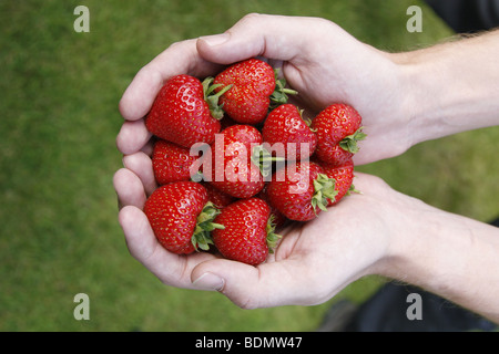 Erdbeeren in Händen Stockfoto