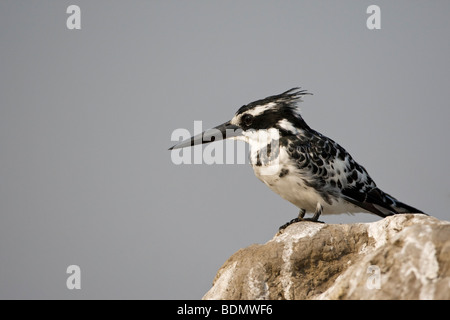 Pied Kingfisher (Ceryle Rudis), Chobe Nationalpark, Botswana, Afrika Stockfoto