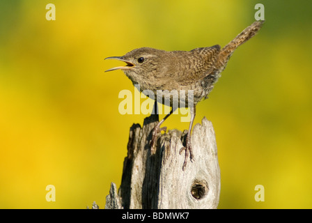 Haus Zaunkönig (Troglodytes aetis) Gesang, E USA, von Dominique Braud/Dembinsky Foto Assoc Stockfoto